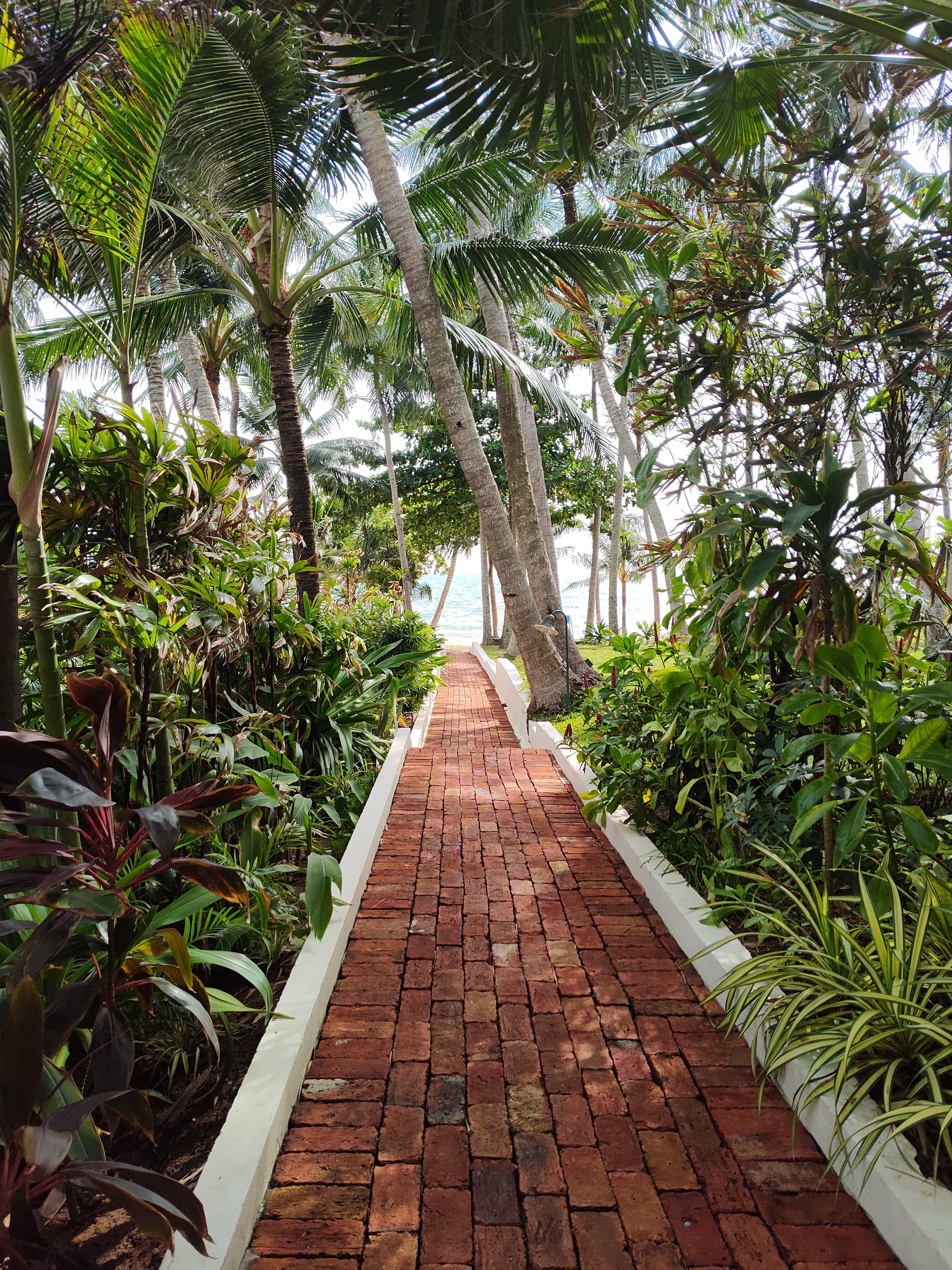 Tropical Pathway leading directly to the sea